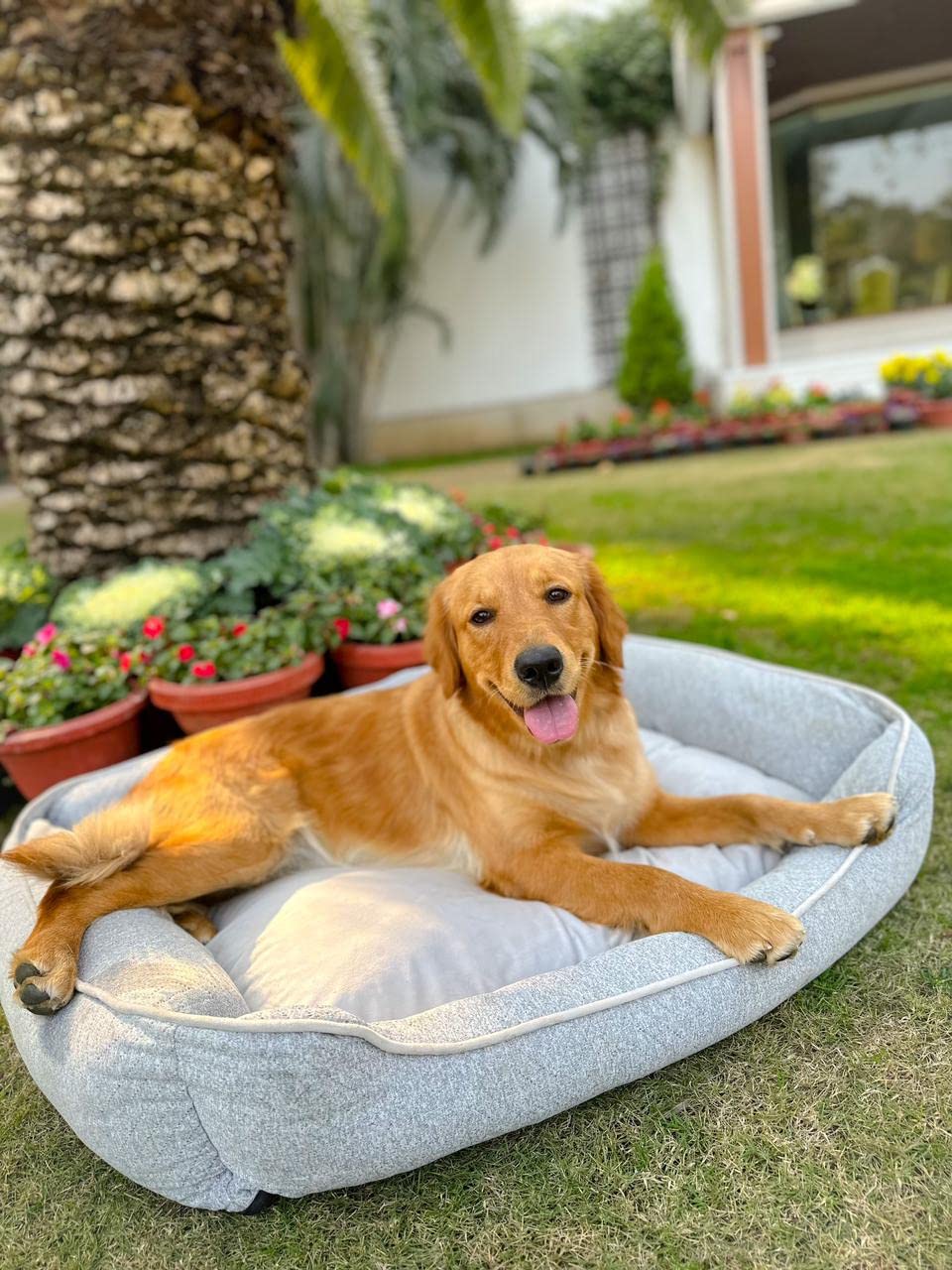 Ultra Soft Grey Bolster Pet Bed for Small & Medium Dogs & Cats, Cozy Cuddler, Polyfibre Filling |100% Cotton | Breathable & Durable| Removable & Washable Cover| All-Season Comfort (22x28x7.5 Inch)