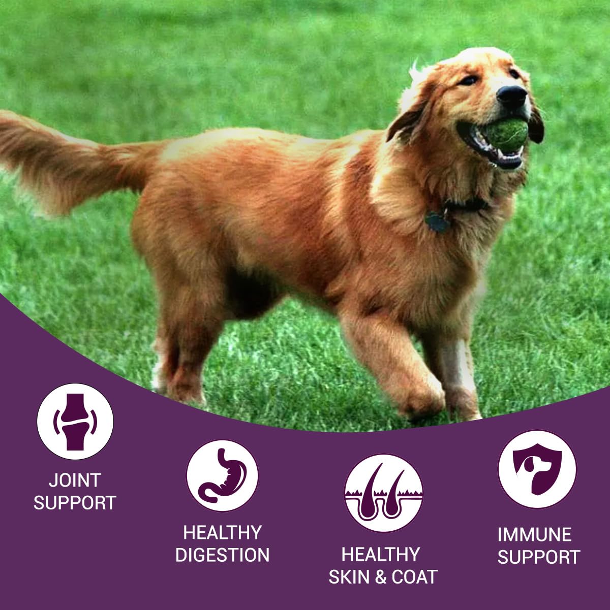 Bowlers Nutrimax Adult Dry Dog Food | Chicken & Vegetables | 1.2 kg Protein | Complete & Balanced Nutrition | Enriched with Essential Amino Acids